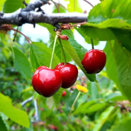 Rurales Alameda Del Jerte Апартаменты Эль-Торно