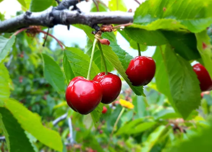 Rurales Alameda Del Jerte Appartement El Torno (Extremadura)